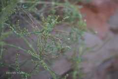 Heliotropium bacciferum